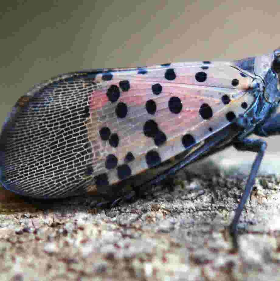 Spotted Lanternfly Sightings In South Jersey And Nj How To Report