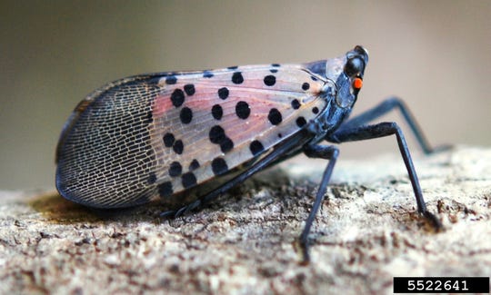 Adult spotted lanternfly