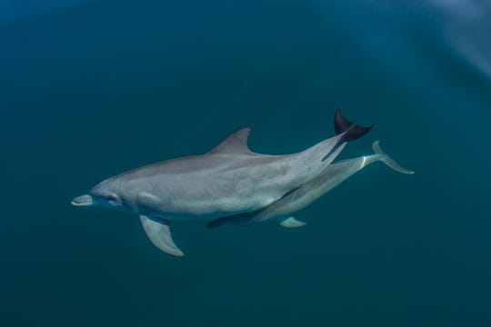 A dolphin mother and her calf swim in Shark Bay, Western Australia.