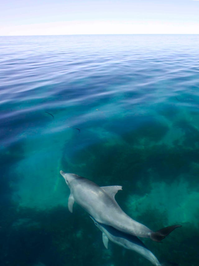Dolphins And Climate Change Warming Seas Threaten Marine
