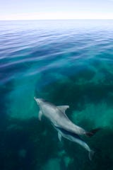 A dolphin's mother and her calf, as seen in Shark Bay, off the west coast of Australia.