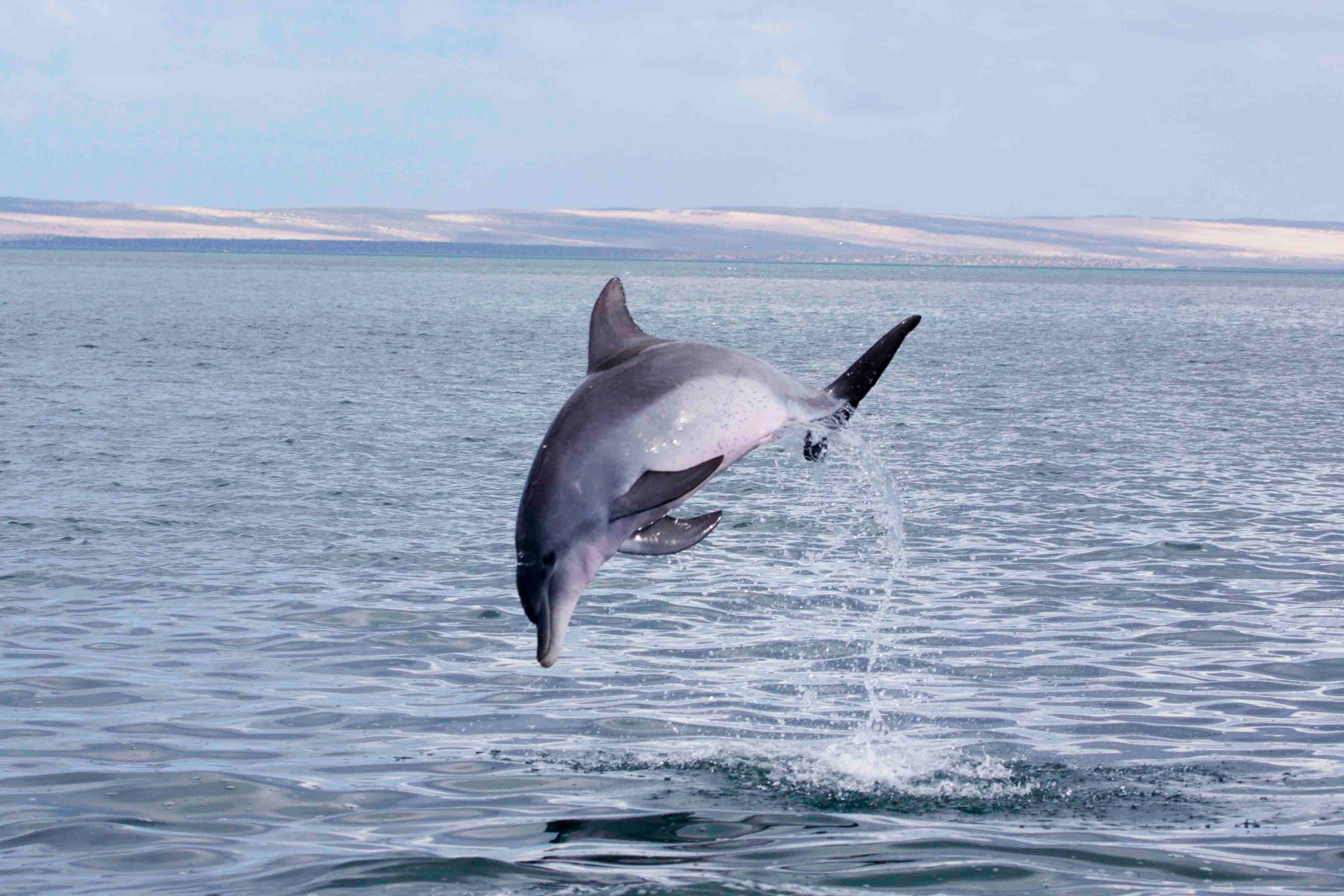 smartest animal in the world after ban smartest animal in the world after ban