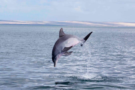 A dolphin jumps out of water in Shark Bay, Australia.