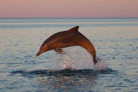 A dolphin jumps from Shark Bay, in the west of Australia. A new study suggests that seawater heated by climate change threatens dolphins and other marine mammals.