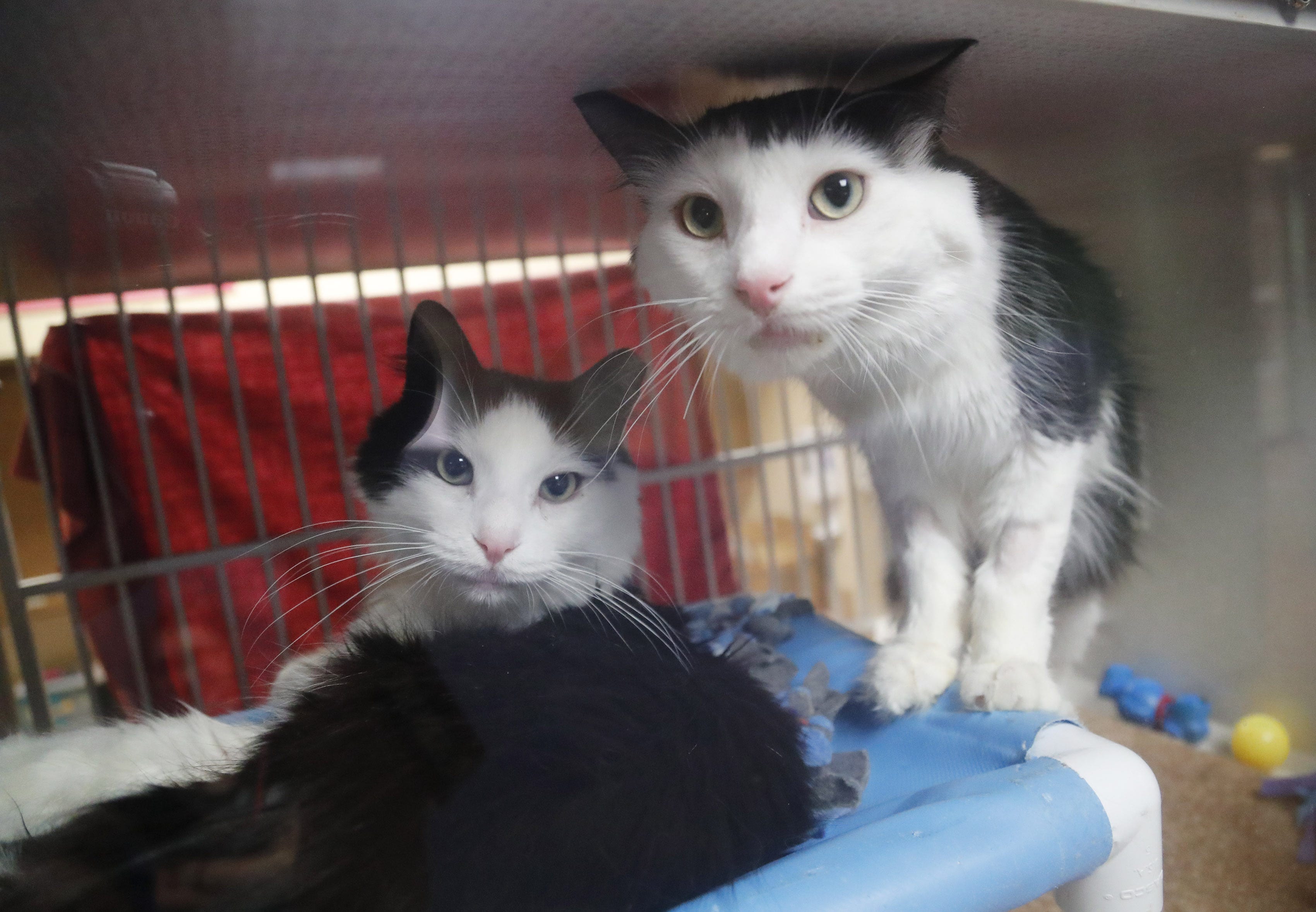 Arizona Animal Rescue Mission uses data to keep pets and people together