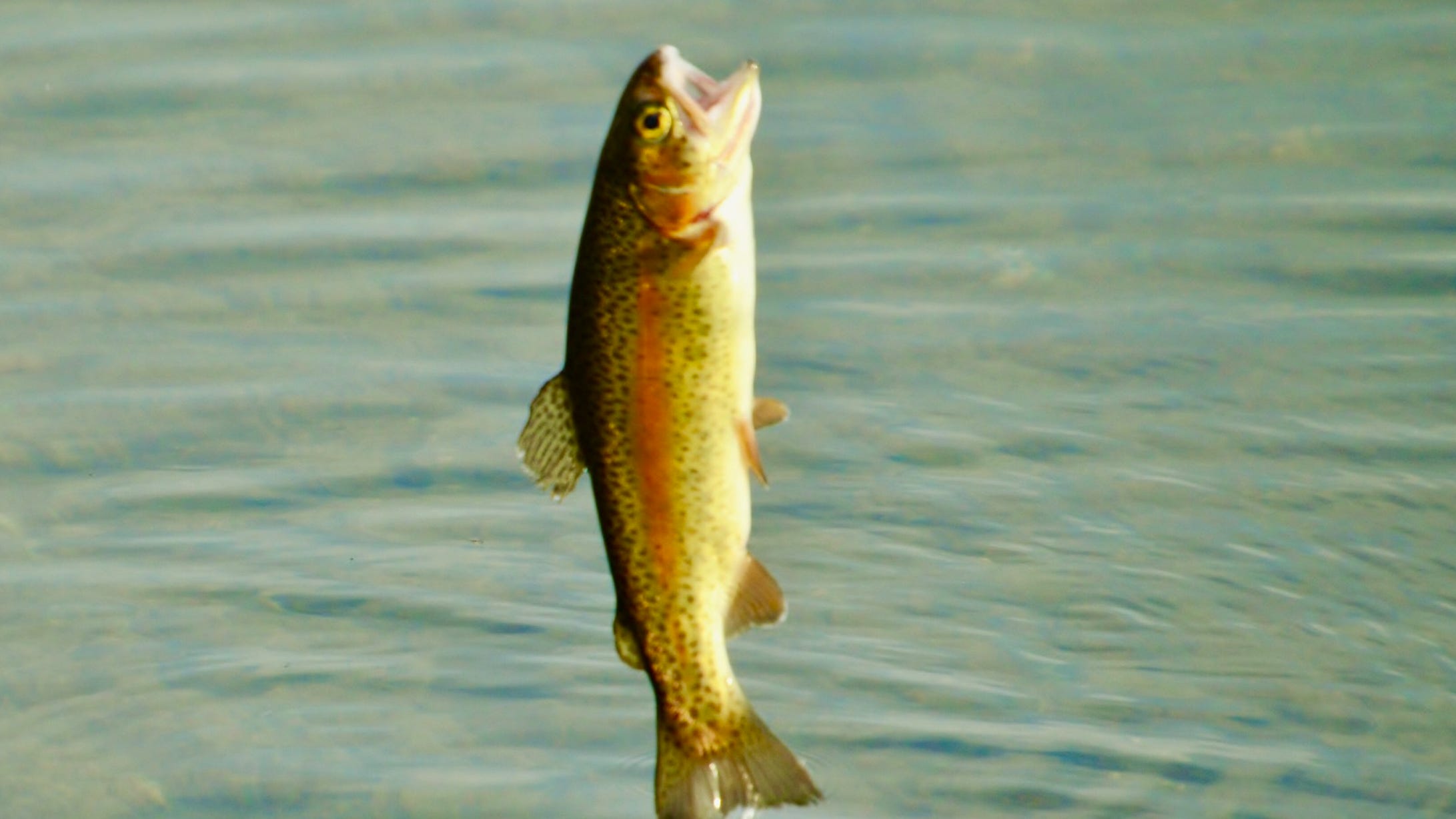 Pa. trout fishing 2020 season: Quick guide to dates, limits & licenses