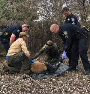 With assistance from local law enforcement, a CDFW biologist and wildlife officer examine a tranquilized mountain lion in the Sacramento suburb of Natomas in February.