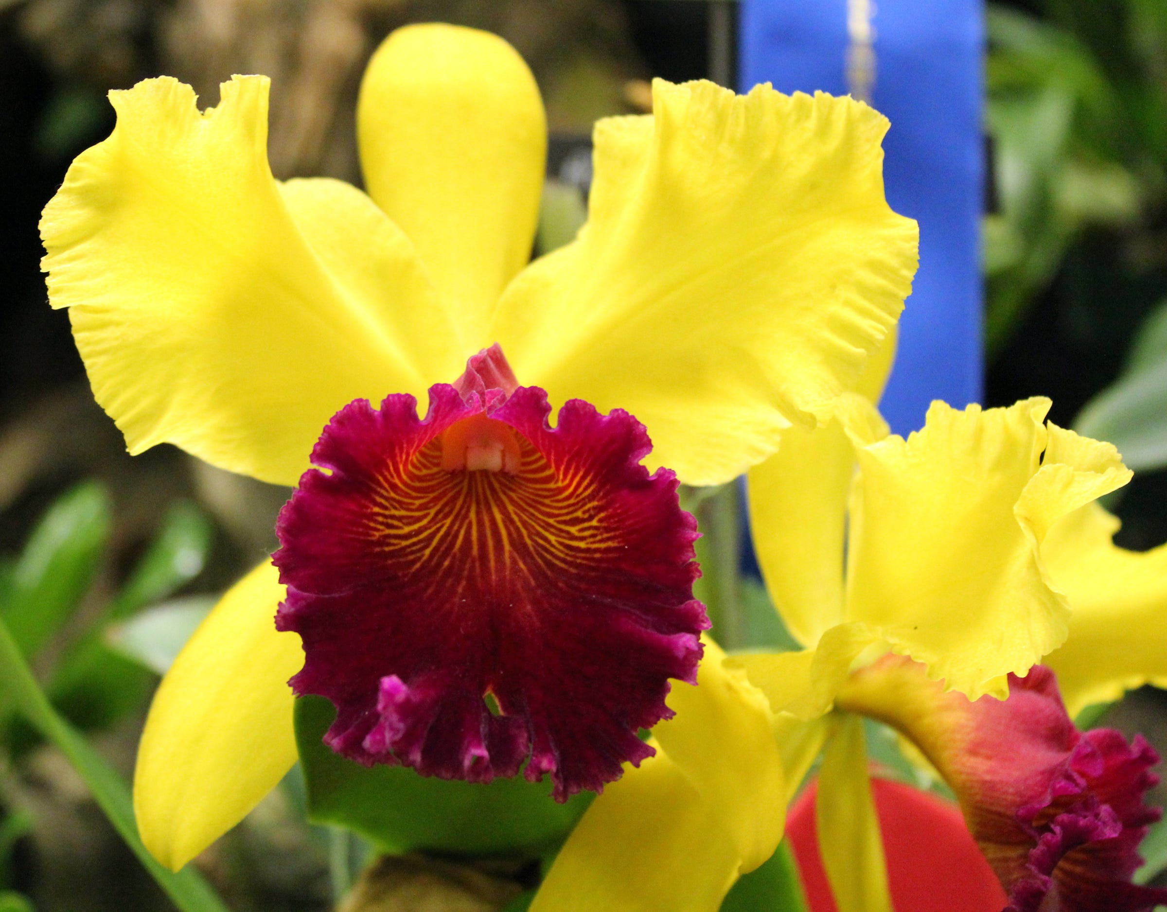 Magical Charms Of Orchids On Display At Show
