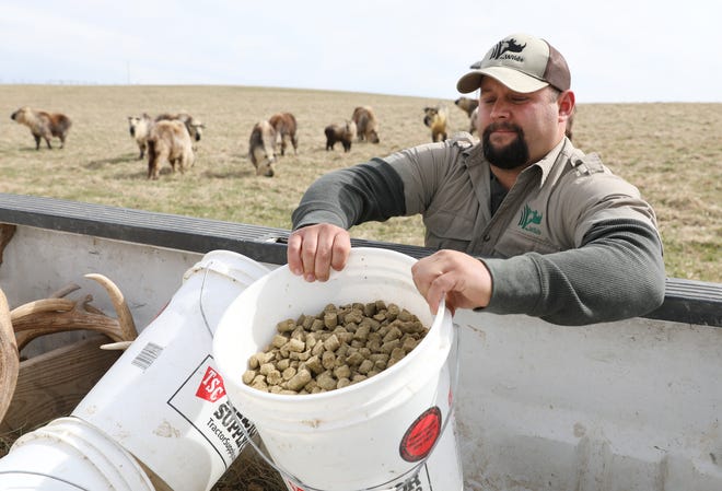 Curt Coleman grabs a bucket of feed for Sichuan takin at The Wilds in Cumberland. Coleman, a McConnelsville native, is a pasture specialist, tasked with taking care of some of The Wilds most iconic species.