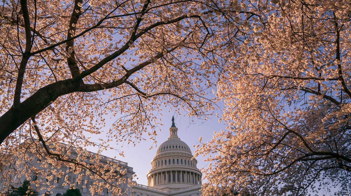 The Capitol is framed amid blooming cherry trees in Washington, Monday, April 1, 2019.