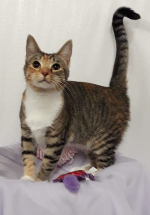 Butters is a sweet, female, 7-month-old kitten who was rescued as a stray.