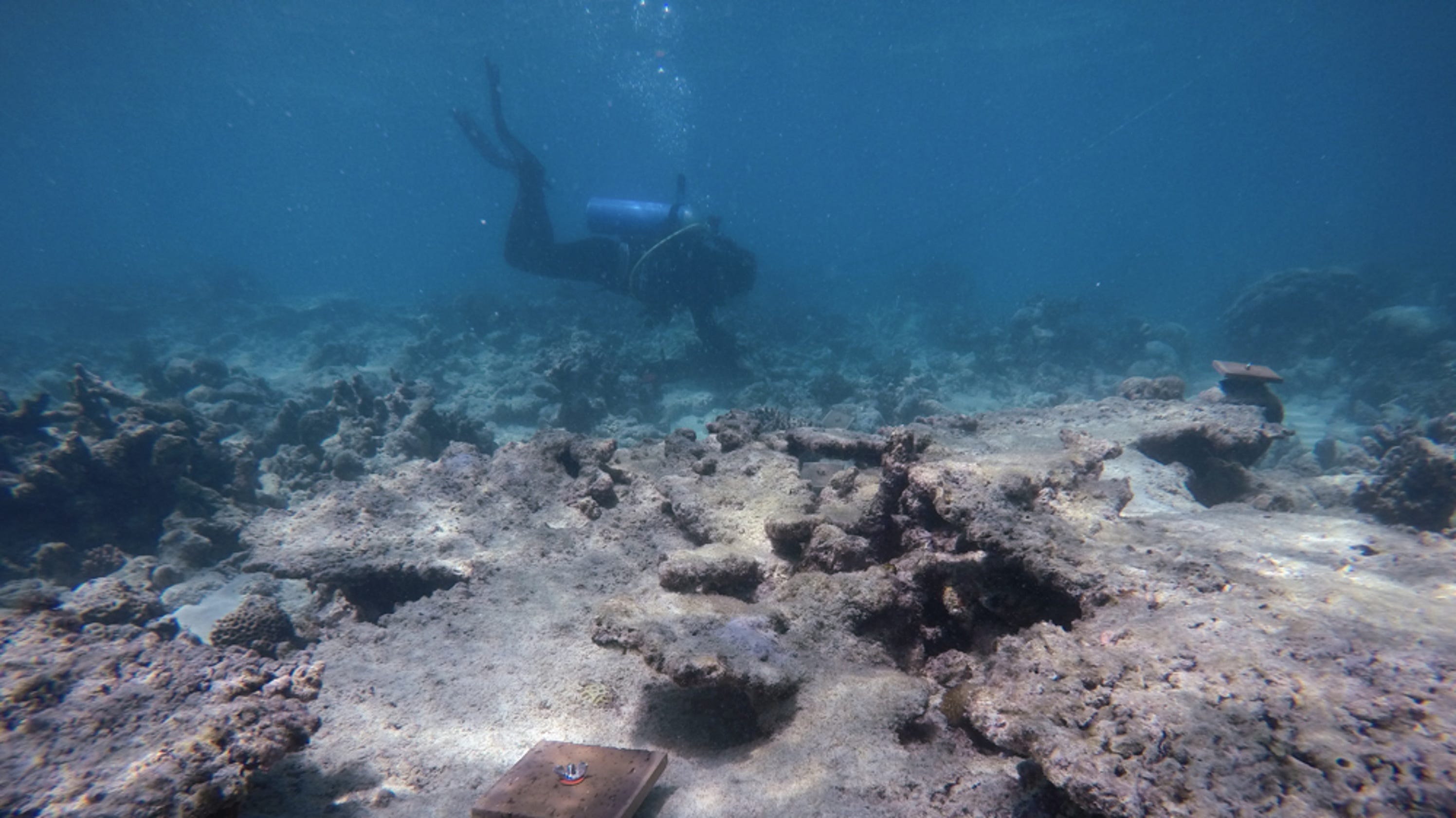 Coral reefs Great Barrier Reef can't recover from global warming damage Coral reefs Great Barrier Reef can't recover from global warming damage