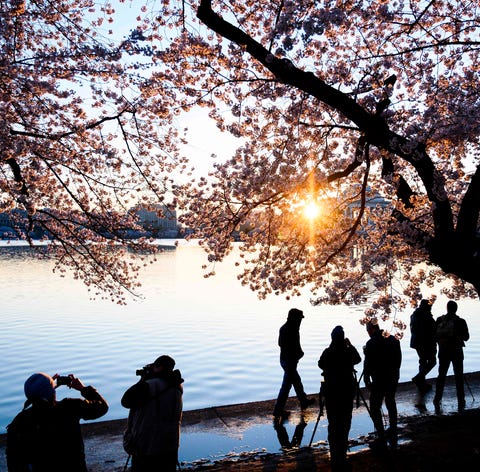 People watch the sun rise under cherry blossom...