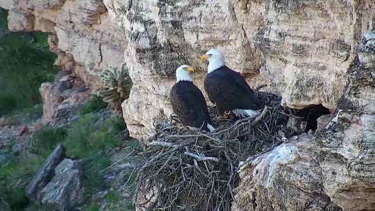 Lake Pleasant Bald Eagle Pair Have Yet To Produce Hatchlings