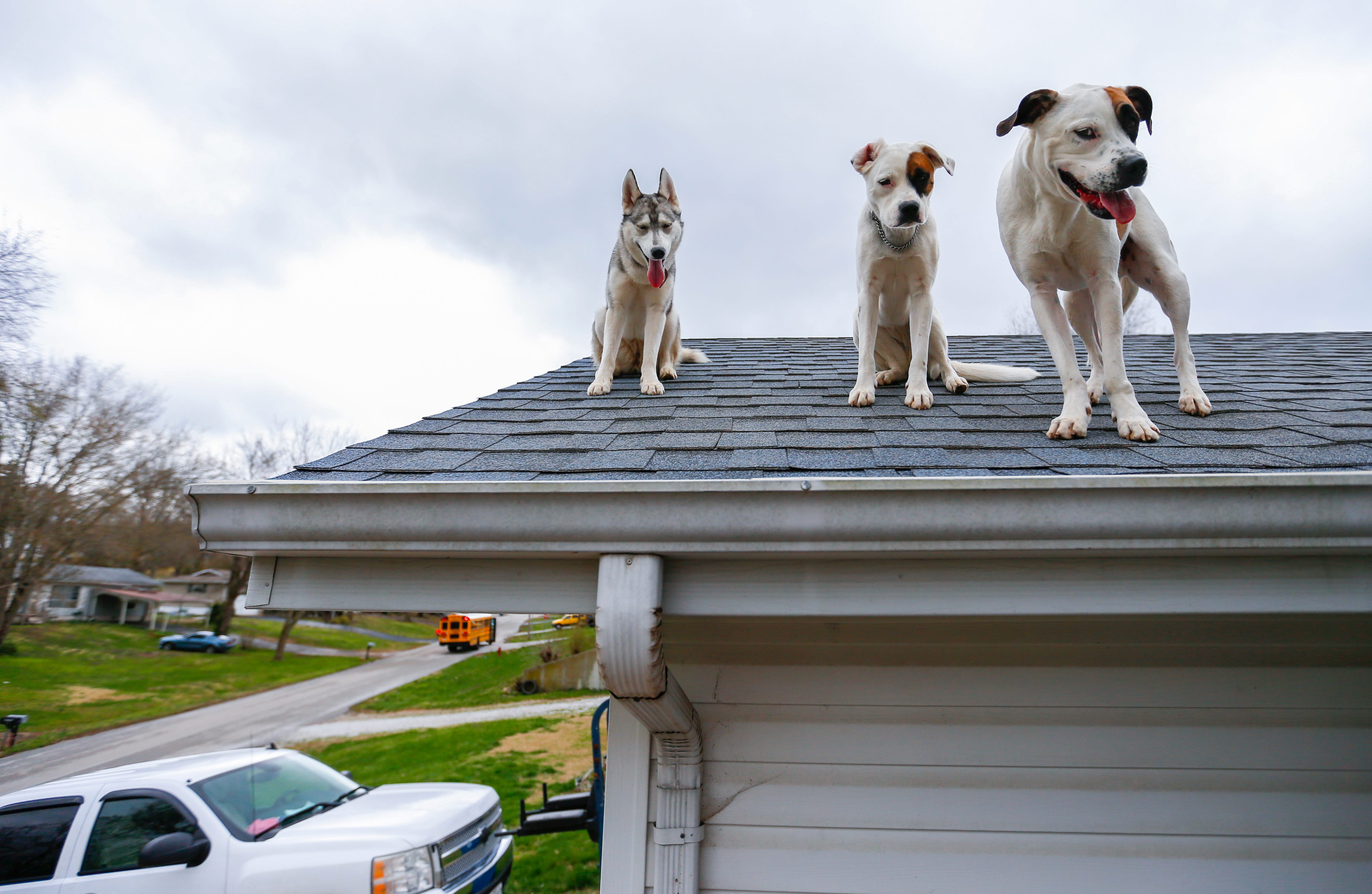 Why are there four dogs on the roof of this Ozark house?