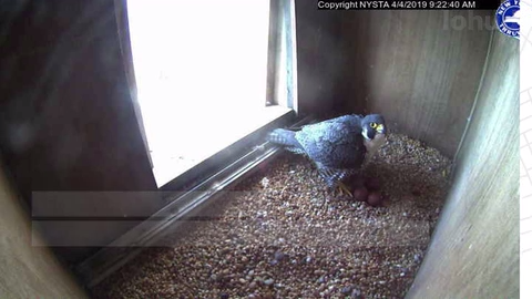Video Peregrine Falcons Return To Cuomo Bridge