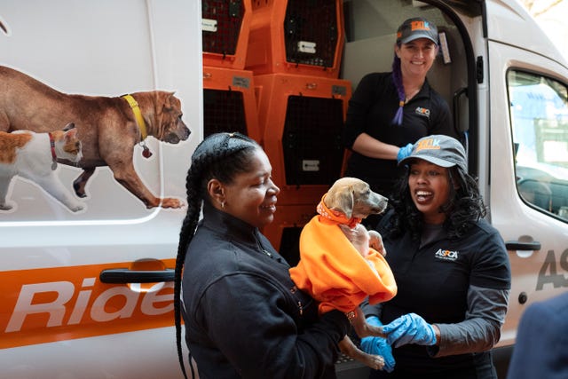 Rescued Puppy Mississippi Dog Relocated To Nyc By Aspca
