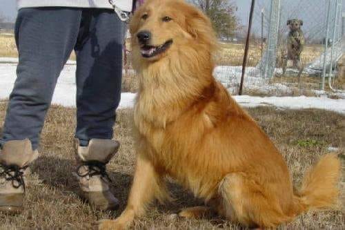 chow chow retriever