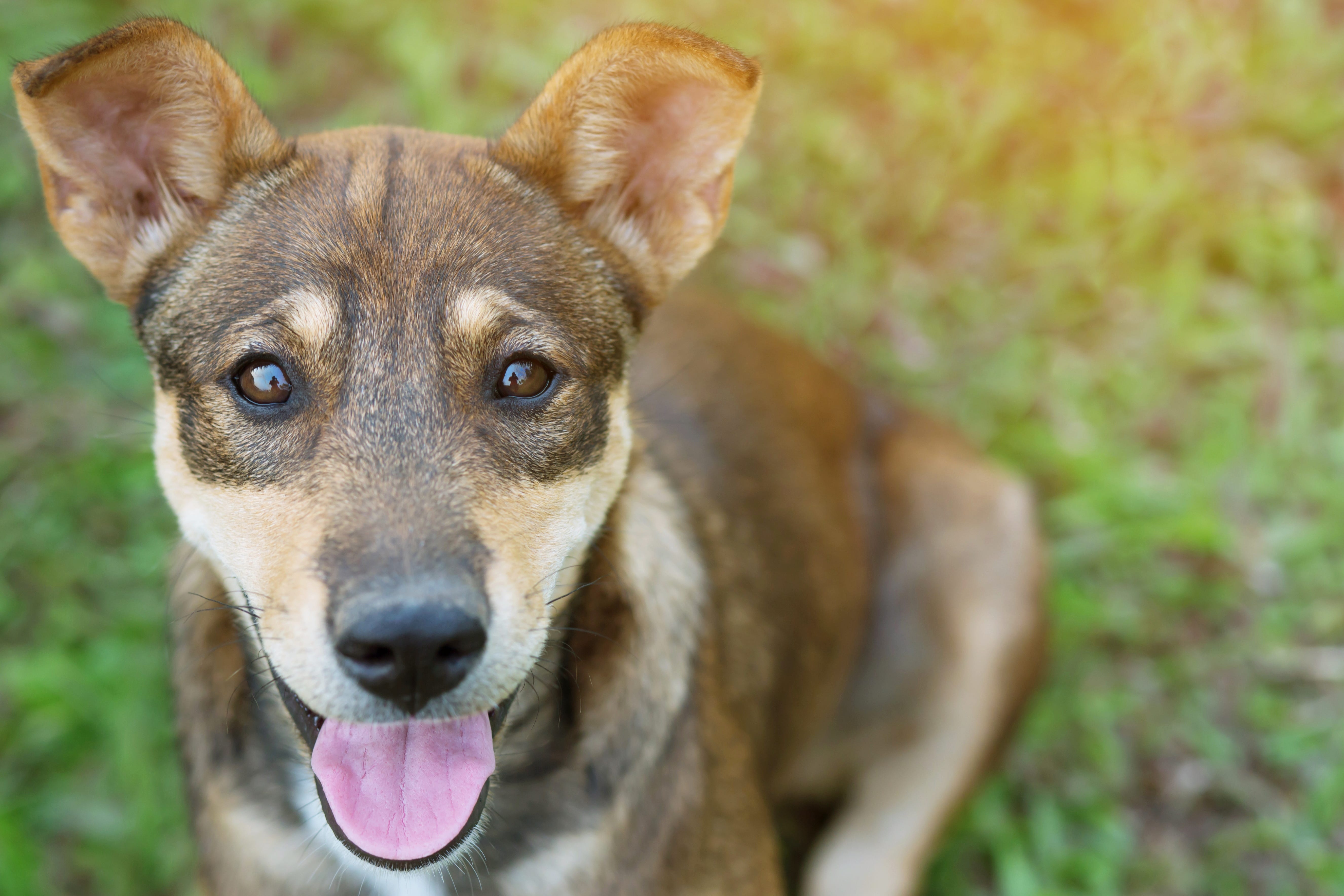 Pet dealers must adhere to these new rules in New York Pet dealers must adhere to these new rules in New York