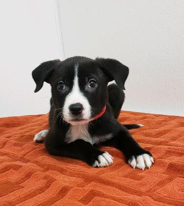 adult size rocking horse