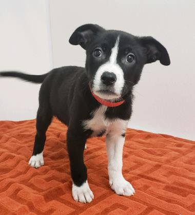 halo rescue metro center