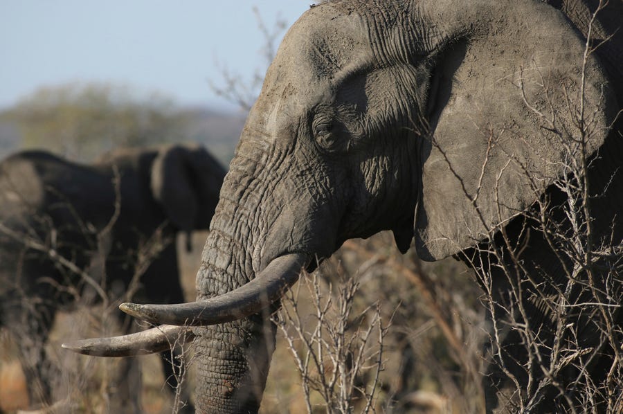 An elephant walks through the bush on the edge of Kruger National Park in South Africa on Sept. 30, 2016.