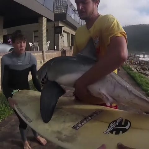 Surfers rescue great white shark