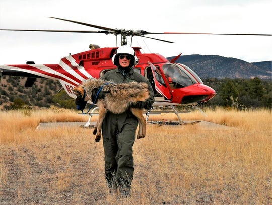 A member of the Mexican gray wolf recovery team carries a wolf captured during an annual census near Alpine, Ariz.