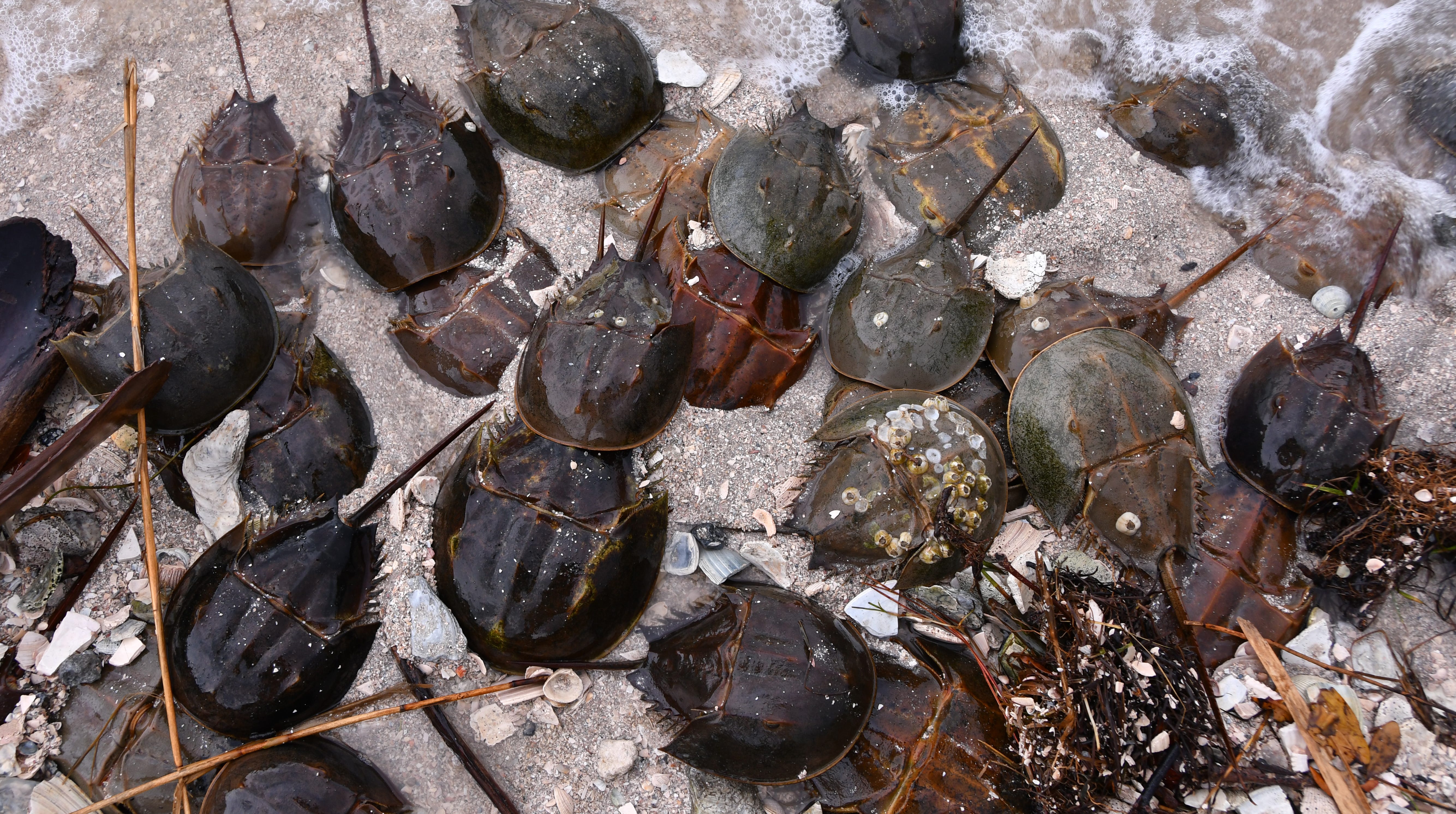 Horseshoe crabs mate year-round, but more frequently in March and April, and right now thousands are mating on the south side of the Titusville Causeway east of the Max Brewer Bridge. On Monday and Tuesday, citizen scientists for the FWC Laurilee Thompson and Bill Klein were were logging and tagging horseshoe crabs on the north side of the causeway. They counted 5,000 crabs on the south side of the causeway.