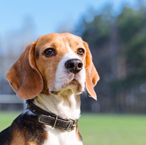 The nose knows: Beagles were able to sniff out...