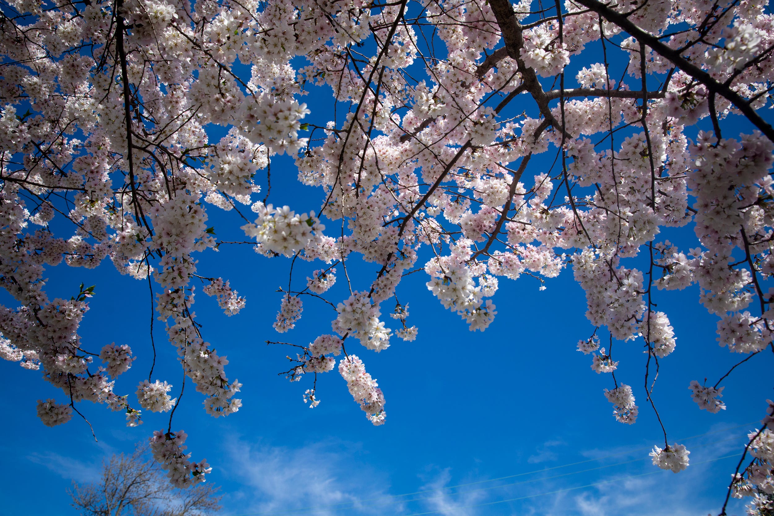 Japanese Cherry Blossom being planted in Cincinnati after 12 years