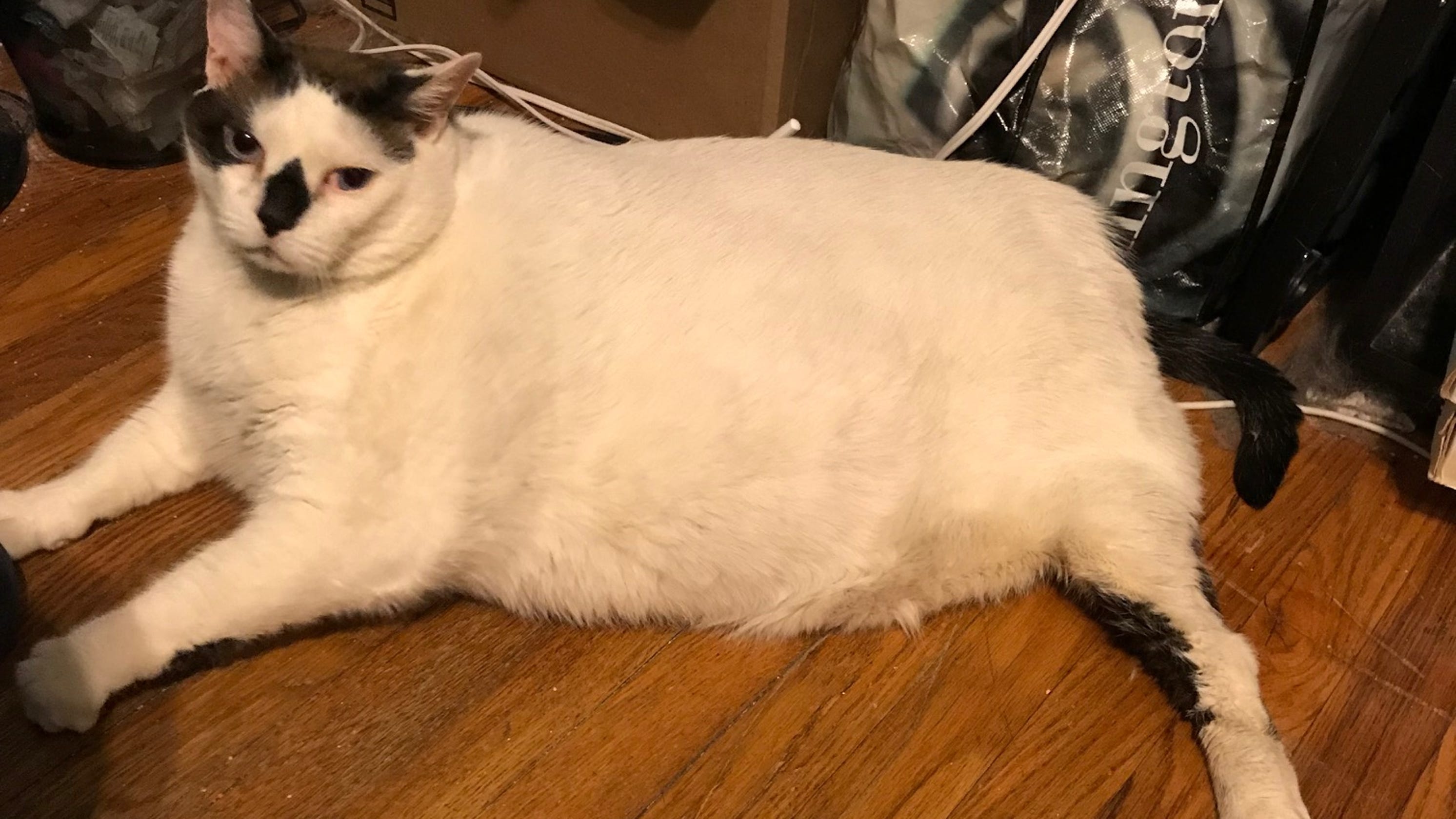 This 41  pound cat  is in need of a diet and a home This 41  pound cat  is in need of a diet and a home