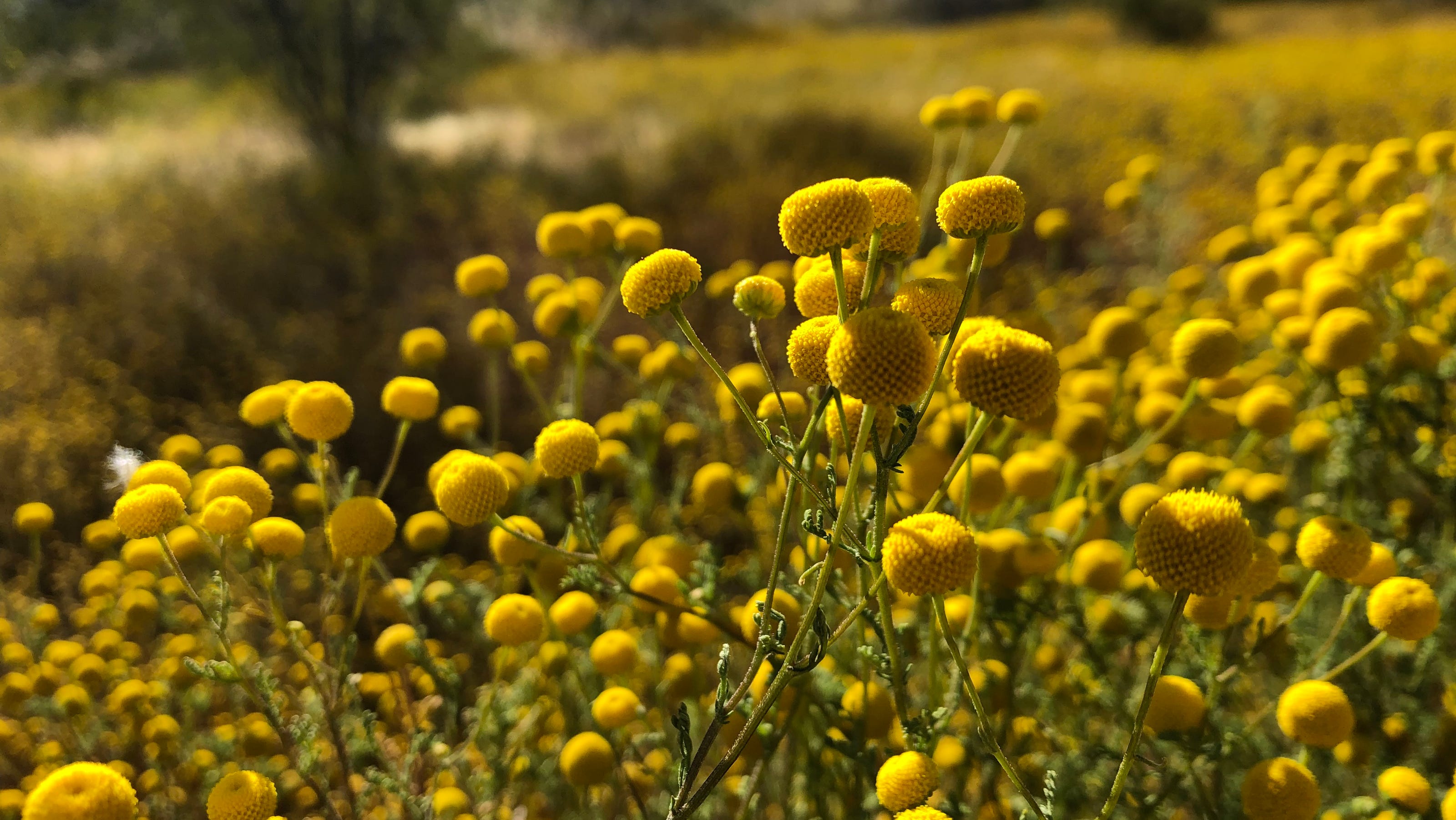 Those Friendly Looking Yellow Flowers Globe Chamomile An Invasive Weed
