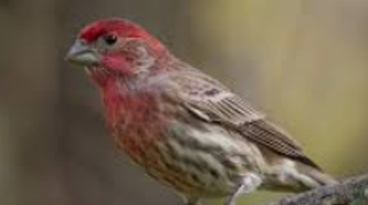 Get To Know The Monogamous House Finch,Tequila Sunrise Drink Menu