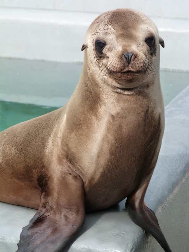California Beaches See Spark In Seal Pups Learning To Survive