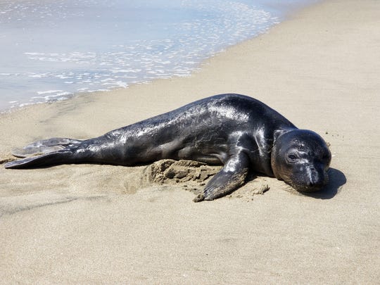 California Beaches See Spark In Seal Pups Learning To Survive