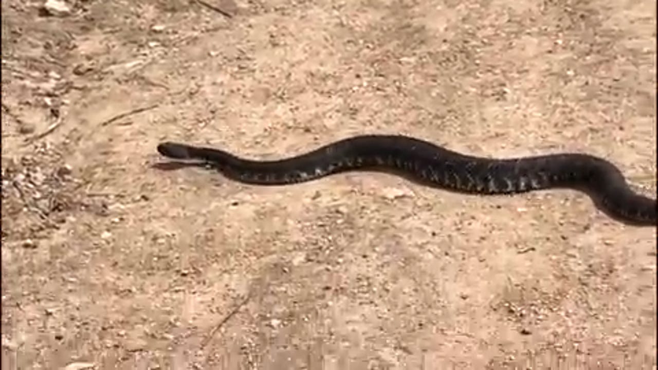How to stay safe from rattlesnakes in Ventura County