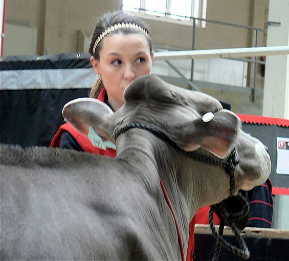 Jessica Pralle, Humbird, leads a Brown Swiss in the ring. Her home farm is also the home of the world record milk production cow.