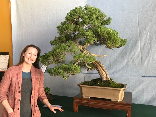 Bonsai tree popup show in Marshall runs thru April 27 Bonsai tree popup show in Marshall runs thru April 27