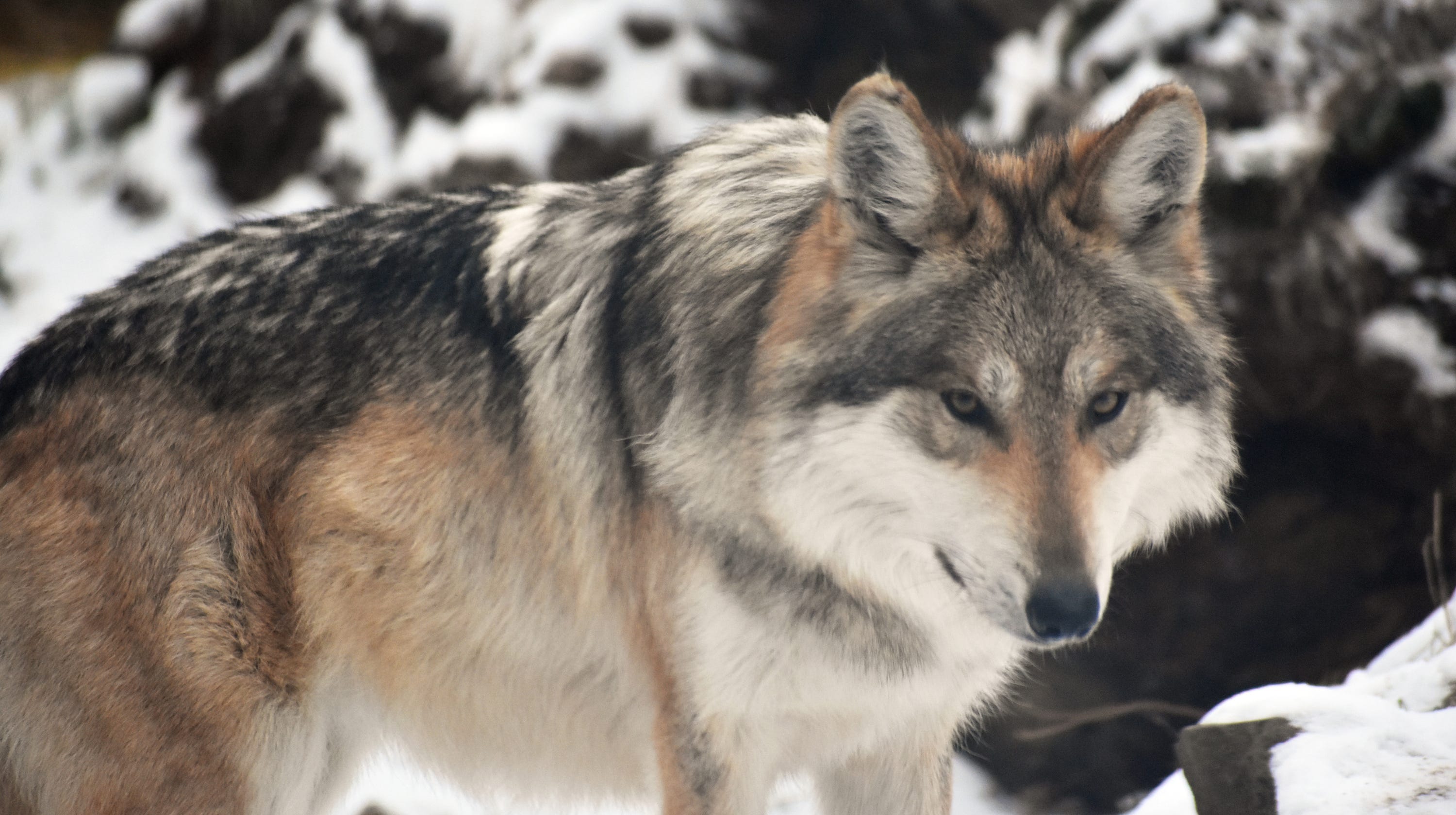 Eastern Equine Encephalitis Killed Wolf Pup At Binder Park Zoo