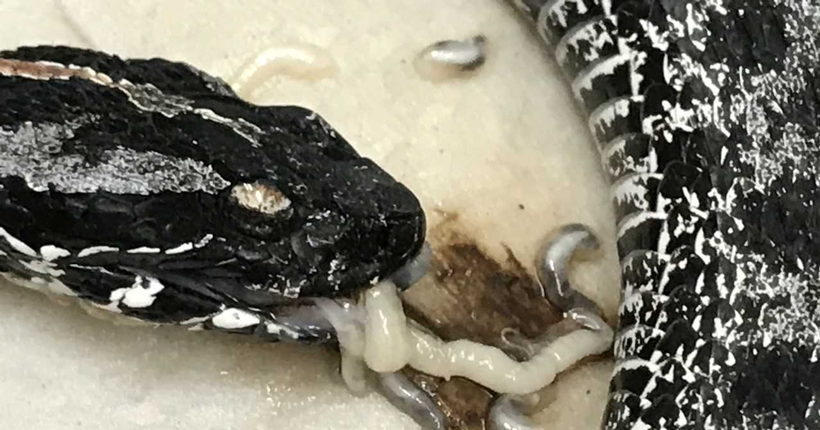 Parasitic Worms In Pythons Killing Florida Snakes