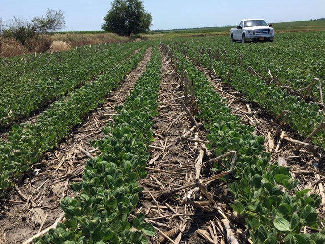 An Iowa soybean field with damage from misapplied dicamba-based herbicide in this undated photo.