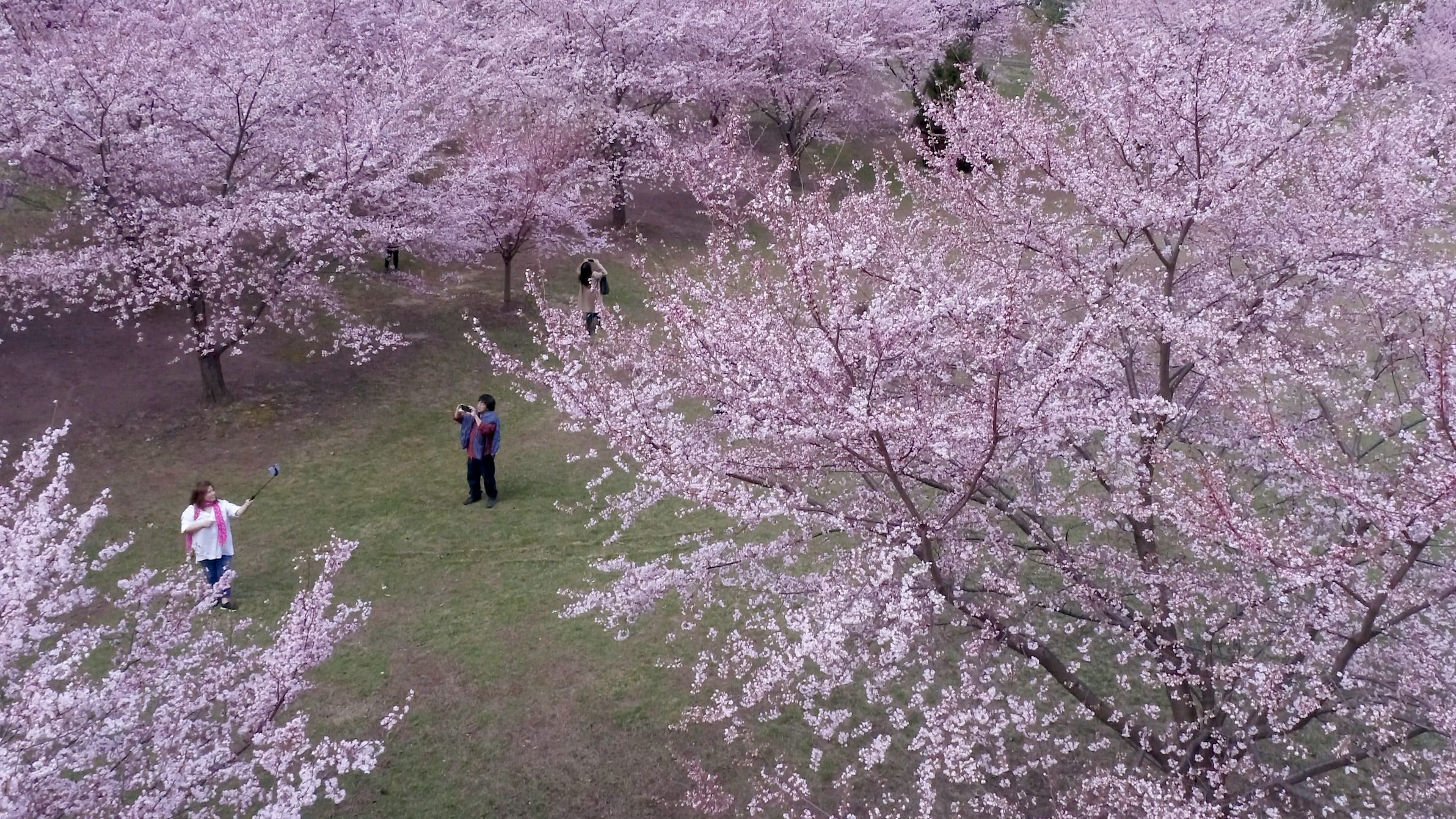 Branch Brook Park Cherry Blossoms 2019 How And When To See Them