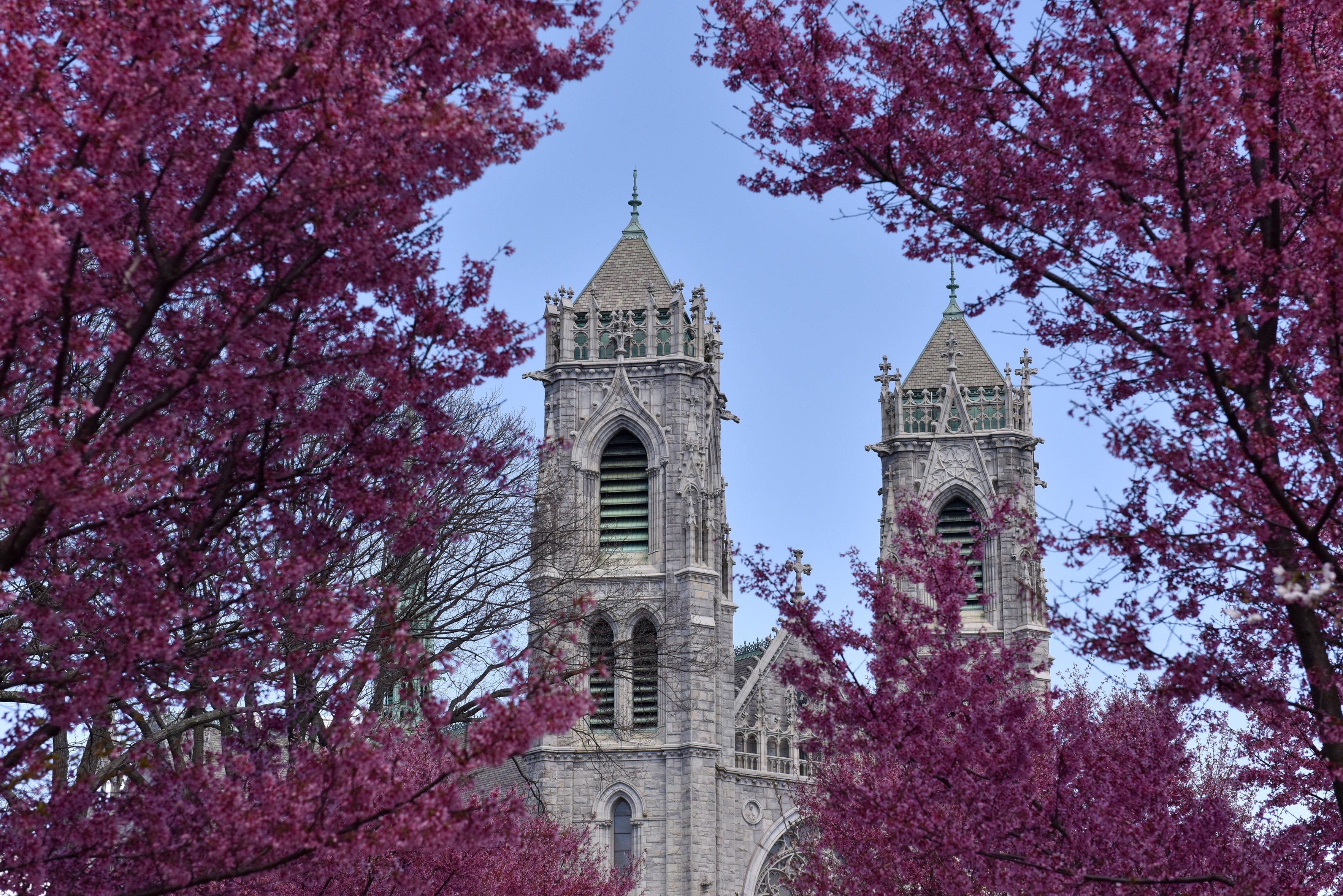 Branch Brook Park cherry blossoms 2019 How and when to see them