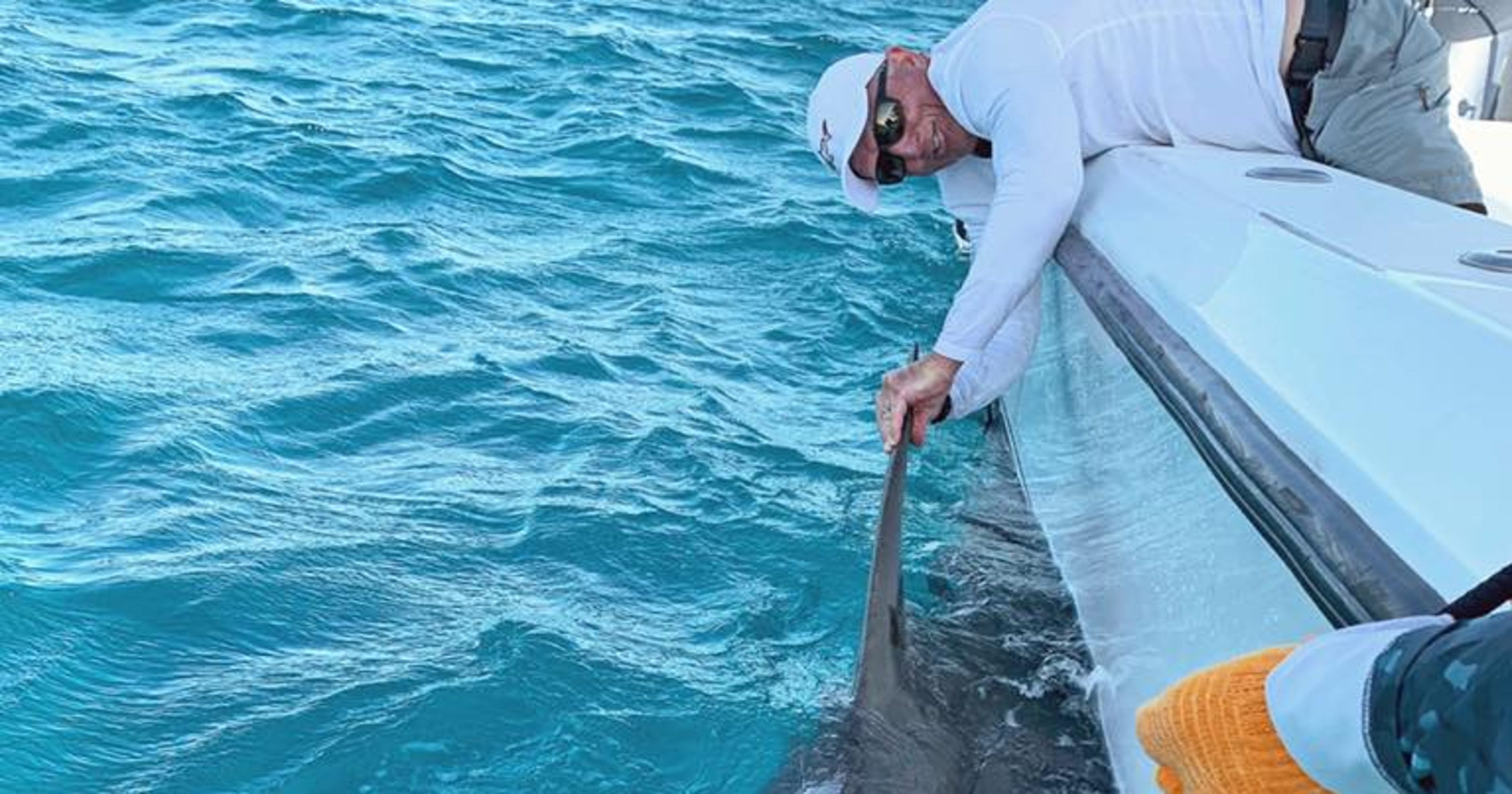 Great White Shark, aka Greg Norman, catches hammerhead chasing blacktip