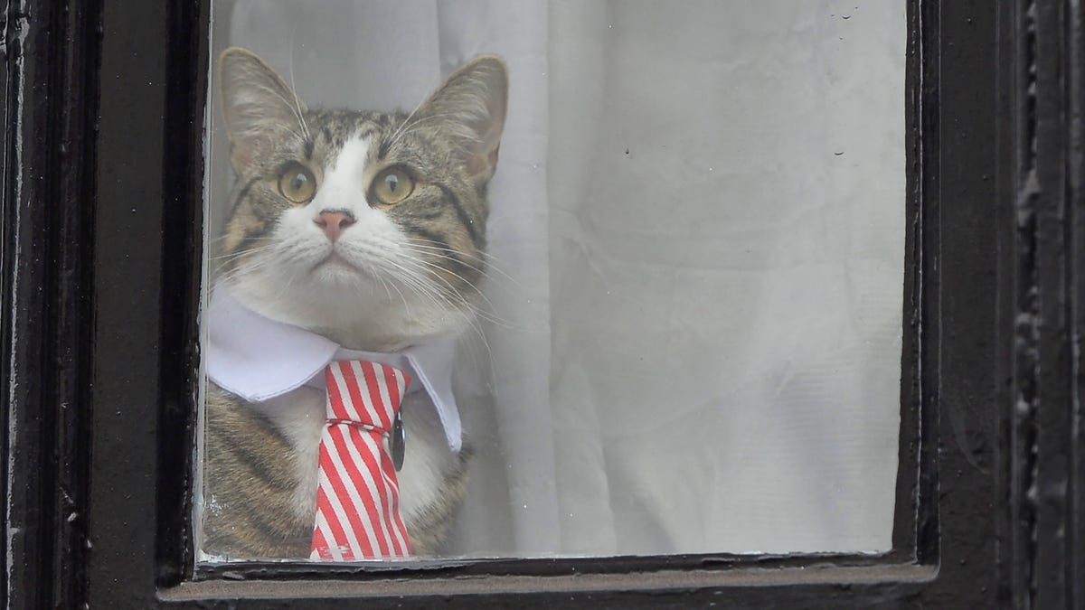 Julian Assange's cat wearing a tie looks out of the window of the Ecuadorian Embassy in London, Britain, 14 November 2016.