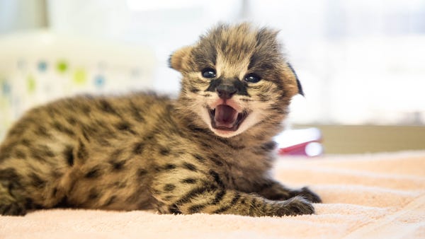 This serval cub was born March 2 at the...