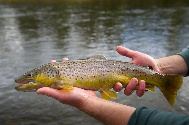 trout fish