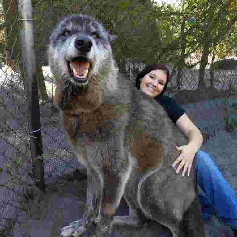 Game Of Thrones Fans May Like Giant Wolfdog Named Yuki