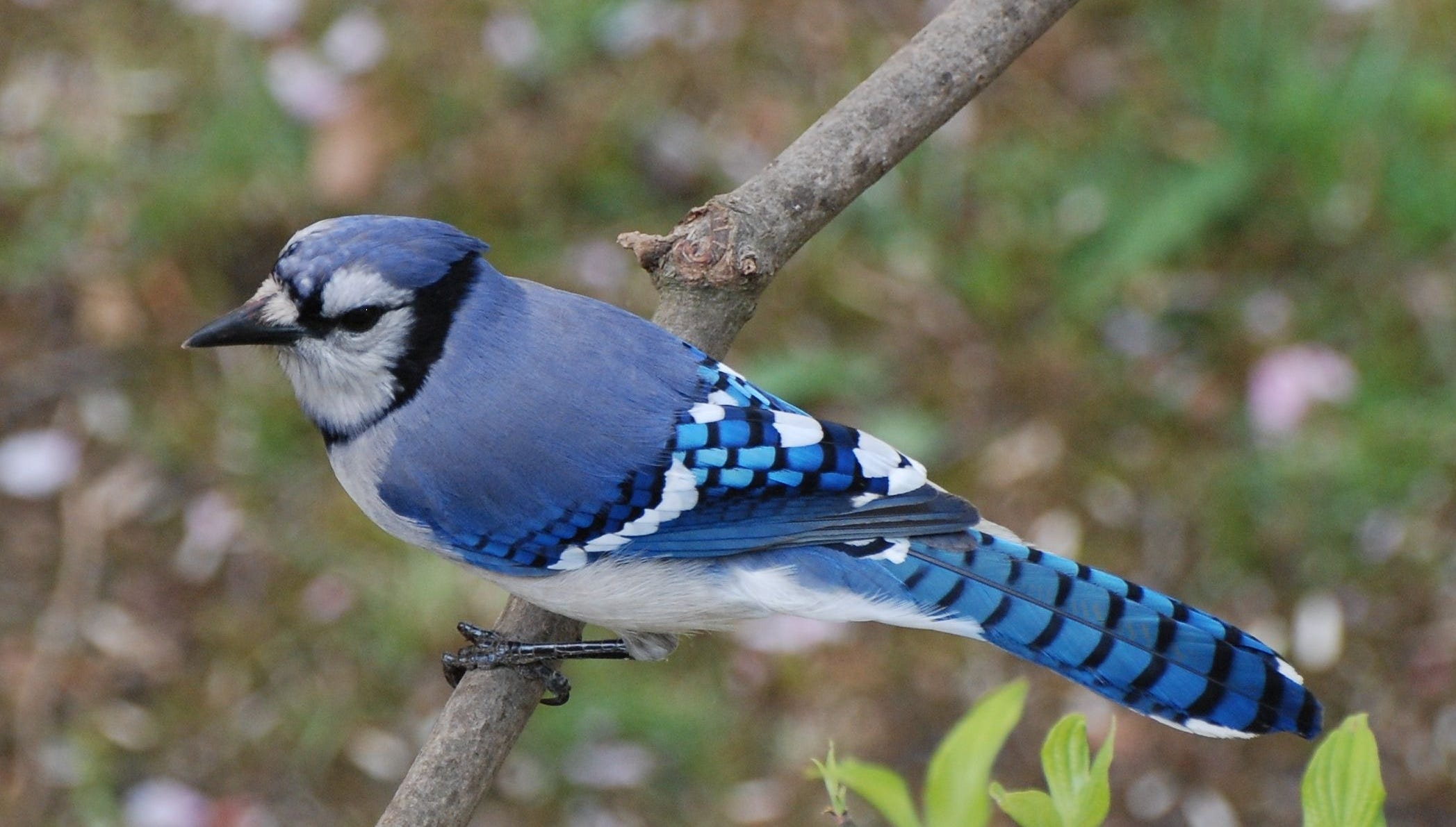 Bird Watching Here S Why Jim Wright S Readers Love Cardinals Blue Jays And More